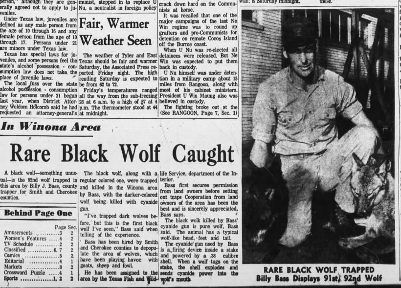 “Rare Black Wolf Caught,” Tyler Morning Telegraph, Saturday, March 3, 1962, Newspapers.com.
