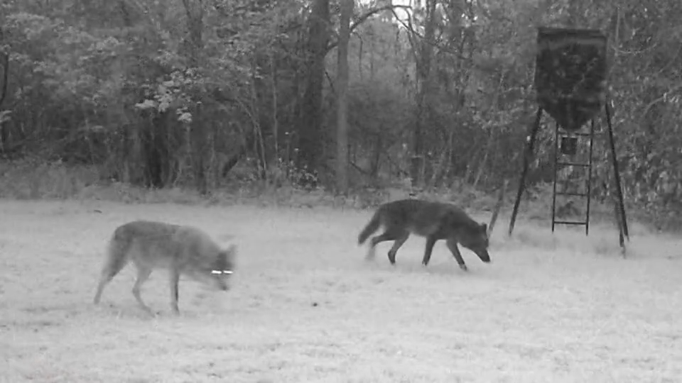 “Coyotes” Caught on a game camera near Pine Tree, February 2026.